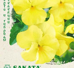 Виола Виттрока Барон Ванильный F1