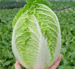 Капуста пекинская Осенняя превосходная F1