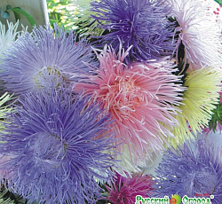 Астра Смесь I (художественная) Русский размер