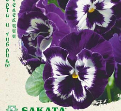 Виола Виттрока Барон Фиолетовый с белым F1