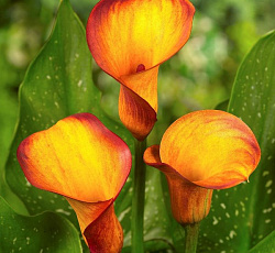 Калла - Манго (Патио)