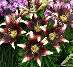 Лилия (азиатская танго) - Неттис Прайд