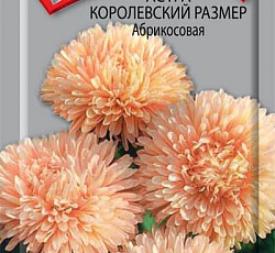 Астра Королевский размер Абрикосовая