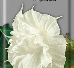 Дурман метел Балерина вайт