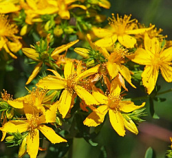 Зверобой продырявленный Оптимист