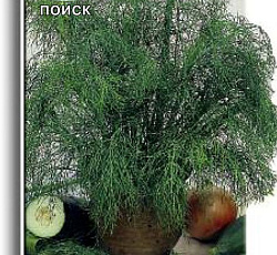 Укроп Аврора