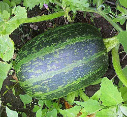 Тыква твердокорая Грибовская кустовая 189