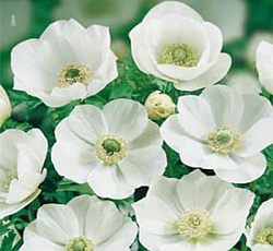 Анемона - Зе Брайд