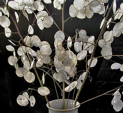 Лунария Серебряный рубль