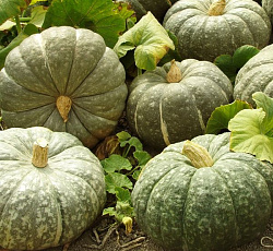 Тыква Зимняя сладкая