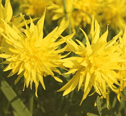 Нарцисс (Махровый) - Рип ван Винкль