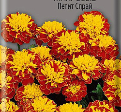 Бархатцы отклоненные махровые Петит спрай