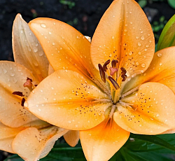 Лилия (ЛА-гибрид) - Менорка