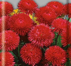 Маргаритка Красный шар