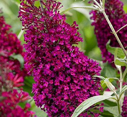 Буддлея Давида - Шуга Плам (Люкс)