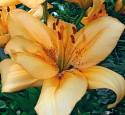 Лилия (ЛА-гибрид) - Глоуб