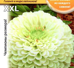 Цинния Белая Русский размер