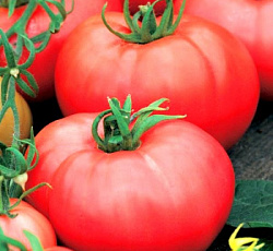 Томат Алтайский розовый