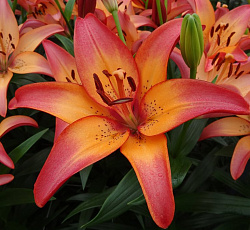 Лилия (ЛА-гибрид) - Ройал Сансет