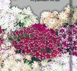 Флокс Мерцающая звезда