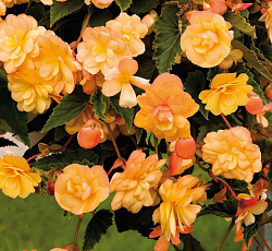 Бегония (иллюминейшн) - Эприкот