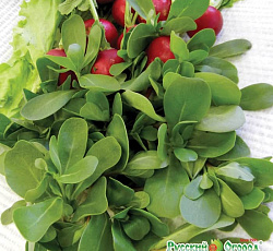 Портулак Маковей (огородный)