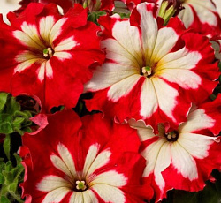 Петуния Грандифлора Кан кан Бургунди