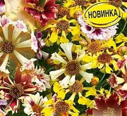 Кореопсис Невероятный Морские ракушки