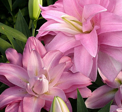 Лилия (восточная махровая) - Лотус Бриз