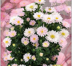 Астра китайская Трубадур Софт Роз