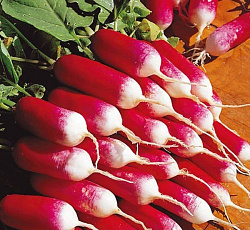 Редис 18 дней