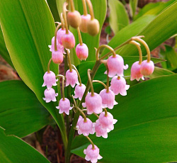 Ландыш (майский) - Розеа