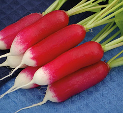 Редис Аврора