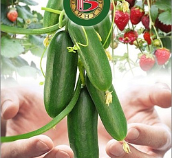 Огурец Саламандра F1