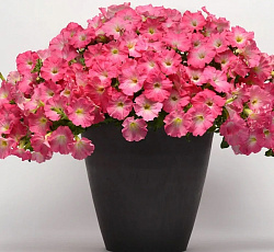 Петуния ампельная Изи Вейв Роузи Дон F1