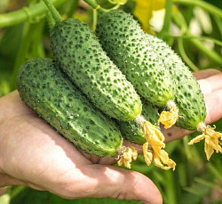 Огурец Шоша F1