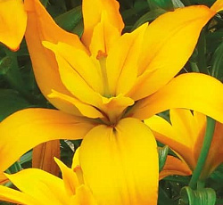 Лилия (азиатская махровая) - Голд Твин