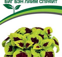 Колеус крупнолистный Биг Бэн Лайм Спрайт