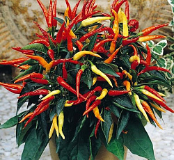 Перец декоративный Медуза