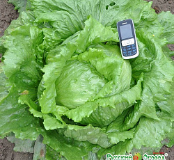 Салат Айсберг Русский размер (кочанный)