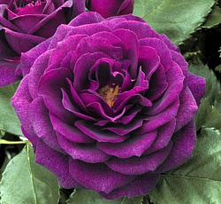 Роза (флорибунда) - Мистерьез