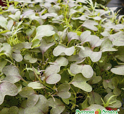 Микрозелень Капуста японская Мизуна