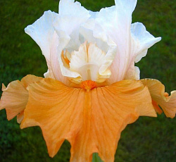Ирис (бородатый) - Пампкин Чизкейк