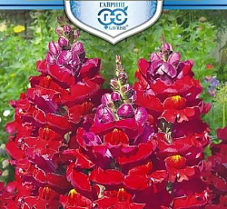 Антирринум (Львиный зев) Красный лев