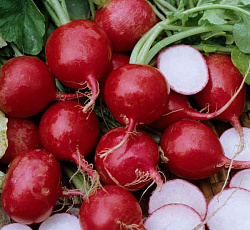Редис Алешка