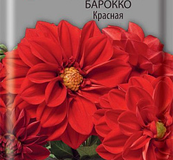 Георгина низкорослая Барокко Красная