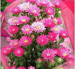 Астра китайская Трубадур Брайт Ред