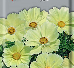 Космея Злата