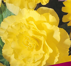 Бегония (махровая) - Йеллоу