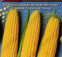 Кукуруза Алина (сахарная)